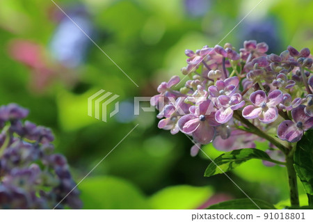 Pink Otafuku Hydrangea (Hydrangea Highway, No City, Kochi Prefecture) 91018801