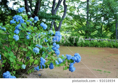 Hydrangea flowers blooming quietly in the fresh green Early summer scenery Furukawa Hydrangea flowers blooming quietly in the fresh green Early summer scenery Furukawa 91018934