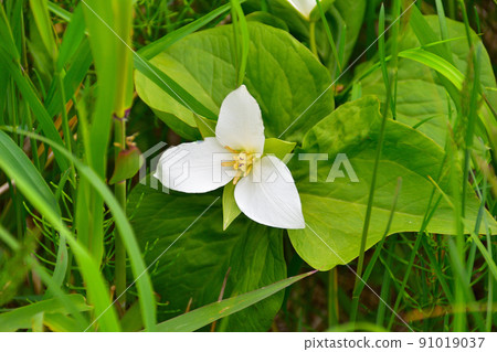 Ooba nano enlivis Ooba nano enlivis 91019037