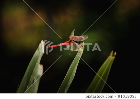Close up of a Red-veined darter dragonfly or Sympetrum fonscolombii perched on a leaf 91019055