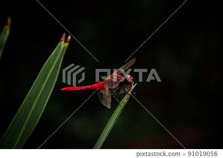 Close up of a Red-veined darter dragonfly or Sympetrum fonscolombii perched on a leaf 91019056