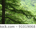 Oyama in Kanagawa Prefecture. A view of a maple tree with long branches on the left side of the screen and a forest on a slope 91019068