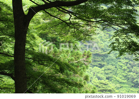 Oyama in Kanagawa Prefecture. View of maple trees and forest on the slope on the left 91019069