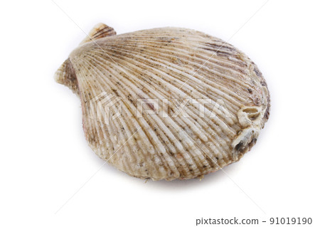 Scallop isolated on white 91019190