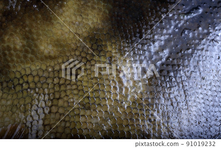 Rock sole background. Flounder variety 91019232