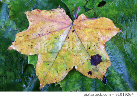 Autumn maple and grape leaves background Autumn maple and grape leaves background 91019264