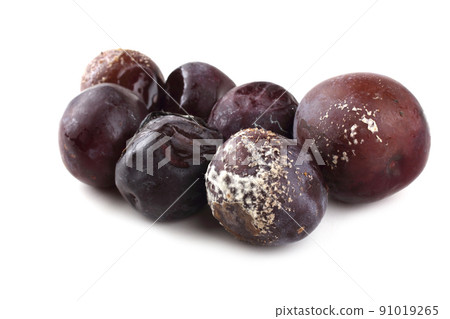 Rotten plums isolated on white Rotten plums isolated on white 91019265