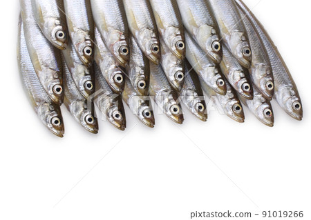 Smelt fishes isolated on white Smelt fishes isolated on white 91019266