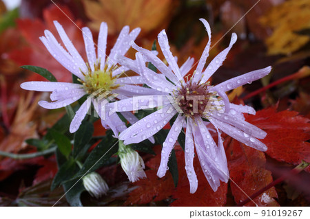 Chrysanthemums and autumn maple leaves background Chrysanthemums and autumn maple leaves background 91019267
