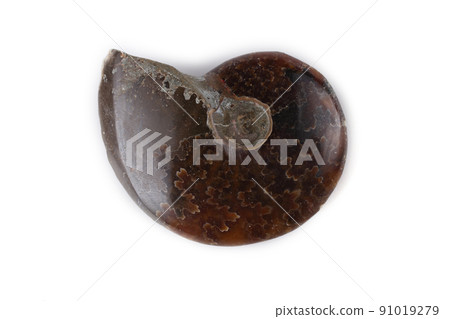 Ammonite isolated on white 91019279