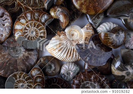 Ammonite background. Different ammonite varieties 91019282