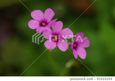 一起綻放的桃紅花 91020269