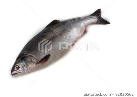 Salmon isolated on white 91020562