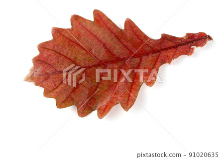 Autumn oak leaf Autumn oak leaf 91020635