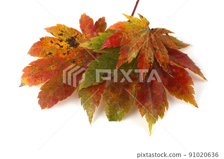 Beautiful autumn maple leaves isolated on white Beautiful autumn maple leaves isolated on white 91020636