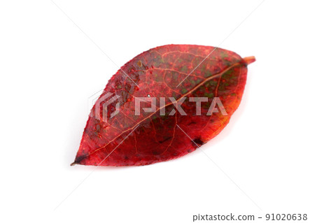 Autumn blueberry leaf Autumn blueberry leaf 91020638
