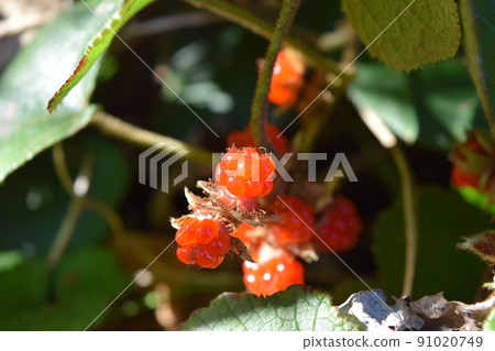 Winter strawberry Winter strawberry 91020749