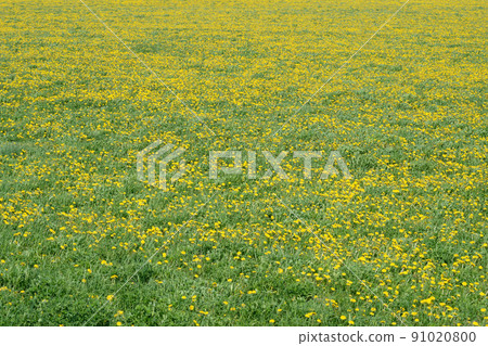 Green field with yellow dandelions. Closeup of yellow spring flowers 91020800