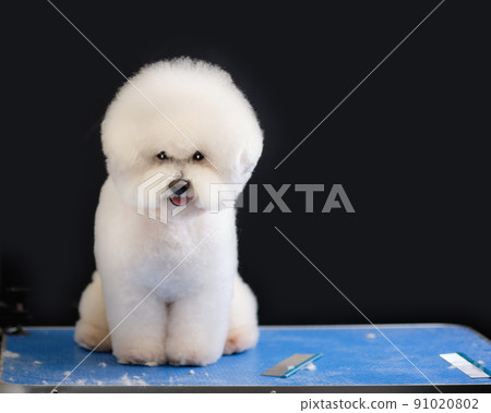 Bichon frise sits on a grooming table in on a black background Bichon frise sits on a grooming table in on a black background 91020802