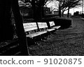 Bench scenery under a row of cherry blossom trees 91020875