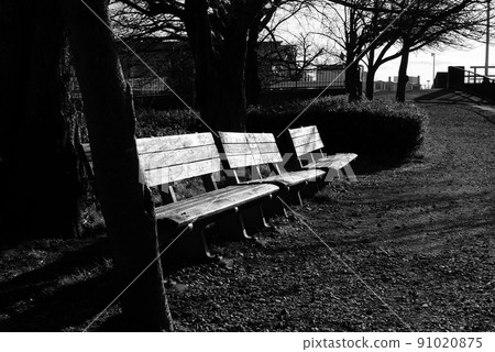 Bench scenery under a row of cherry blossom trees 91020875