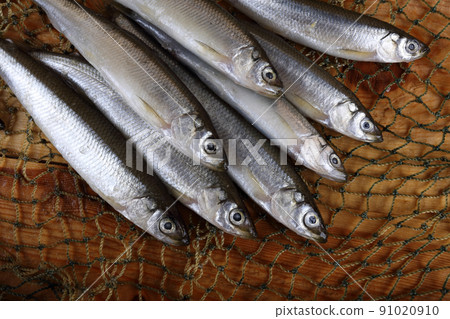 Smelt fishes on net. Pacific smelt fish variety Smelt fishes on net. Pacific smelt fish variety 91020910