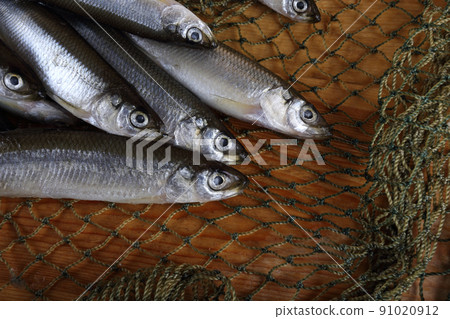 Smelt fishes on net. Pacific smelt fish variety 91020912