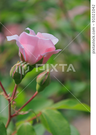 Rose 2022 91021042
