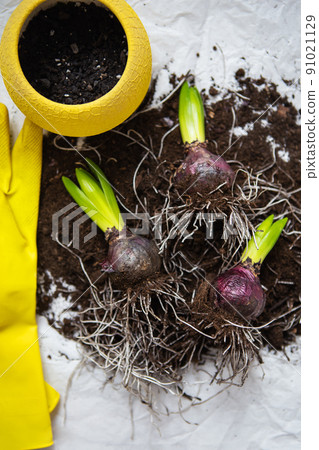 Hyacinth bulbs lie on the ground, transplanted into a pot, yellow gloves and scissors lie nearby. Spring mood. View from above. 91021129