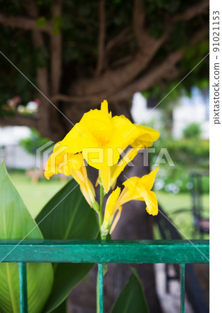beautiful yellow iris near the green fence 91021153