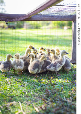 The little geese crowded into the cages. Geese on the street eating grass. Agriculture concept. Beautiful sunny day. 91021256
