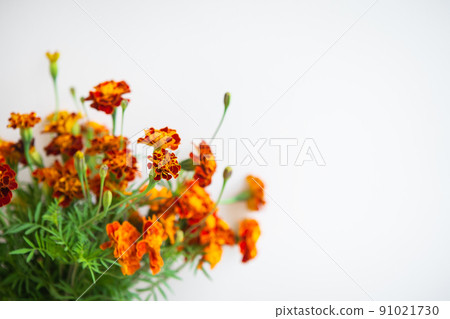 Beautiful orange marigolds on a beige background. Selective focus, noise. Ready banner for advertising. Place with copy space. 91021730