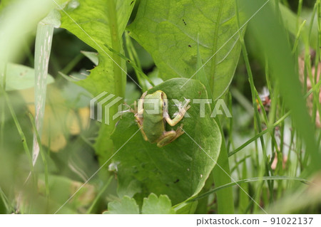 Tree frog still on the leaves 91022137