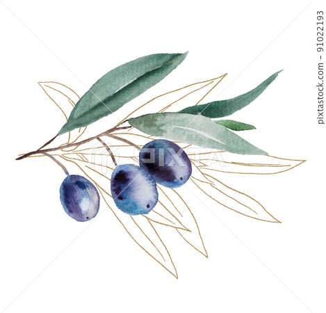 Watercolor olive branch with blue fruits and green leaves with golden outline illustration Watercolor olive branch with blue fruits and green leaves with golden outline illustration 91022193
