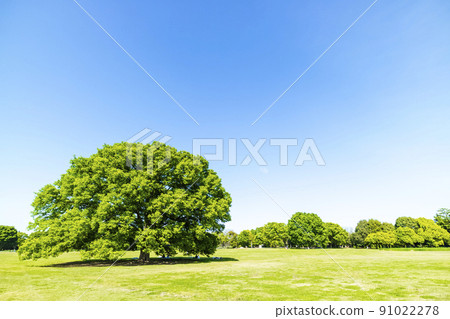 與綠色和藍天的風景 91022278