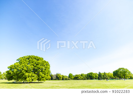 與綠色和藍天的風景 91022283