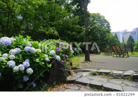 六月千代田 1071 繡球（繡球科），繡球科，日比谷公園 91022294