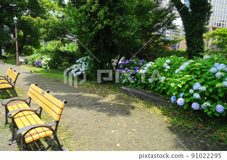 六月千代田 1072 繡球（繡球科），繡球科，日比谷公園 91022295