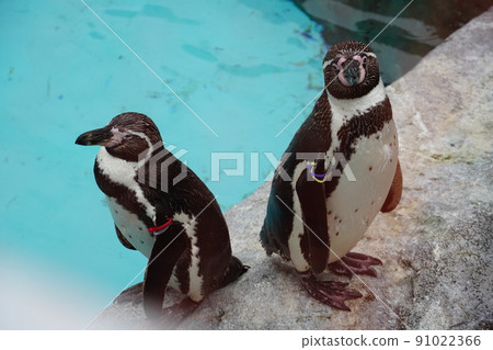 Rain Zoo Bird Influenza Countermeasure Bird Net Humboldt Penguins Rain Zoo Bird Influenza Countermeasure Bird Net Humboldt Penguins 91022366