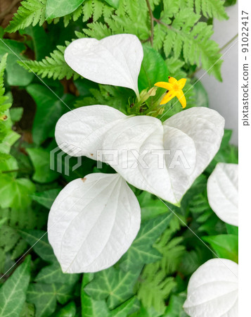 東京一橋建築區盛開的魔芋 91022417