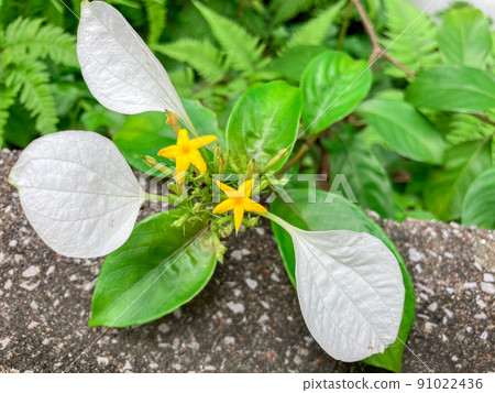 Konronka blooming in the building district of Hitotsubashi, Tokyo 91022436
