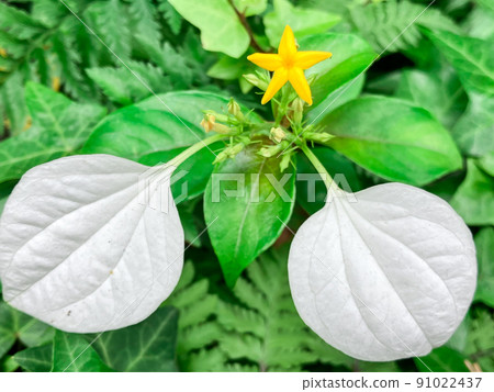 Konronka blooming in the building district of Hitotsubashi, Tokyo 91022437