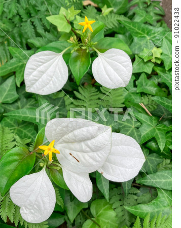 Konronka blooming in the building district of Hitotsubashi, Tokyo 91022438