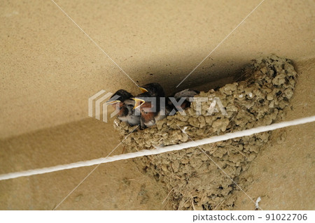 Swallow cub that is hungry even when it gets dim Swallow cub that is hungry even when it gets dim 91022706