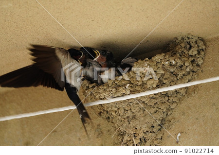 吞下即使變暗也餓的幼崽 吞下即使變暗也餓的幼崽 91022714