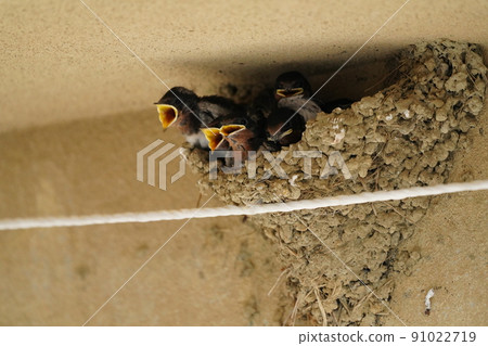 Swallow cub that is hungry even when it gets dim Swallow cub that is hungry even when it gets dim 91022719