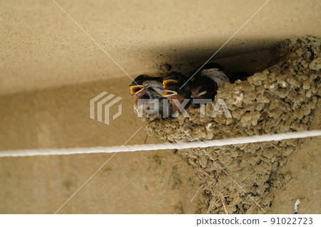 Swallow cub that is hungry even when it gets dim Swallow cub that is hungry even when it gets dim 91022723