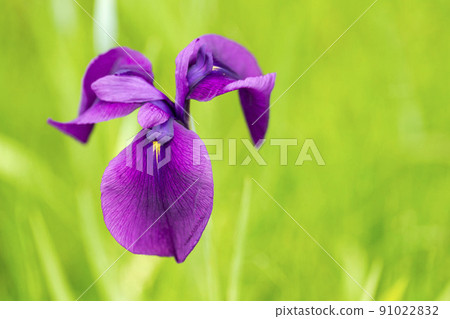 Tagajo Ruins Ayameen, full blooming irises, Tagajo City, Miyagi Prefecture 91022832