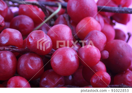 Schisandra chinensis background 91022853