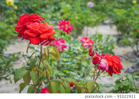 Duftwolke花和平紀念公園廣島 Duftwolke花和平紀念公園廣島 91022911